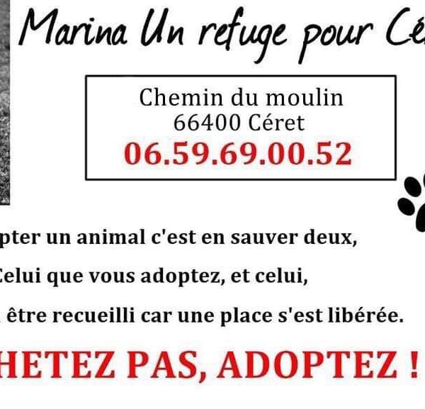 Marina a refuge for Céret: A superb story! Do you remember Orion?